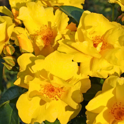 Pianta di rosa Lemon Fizz con fioritura abbondante