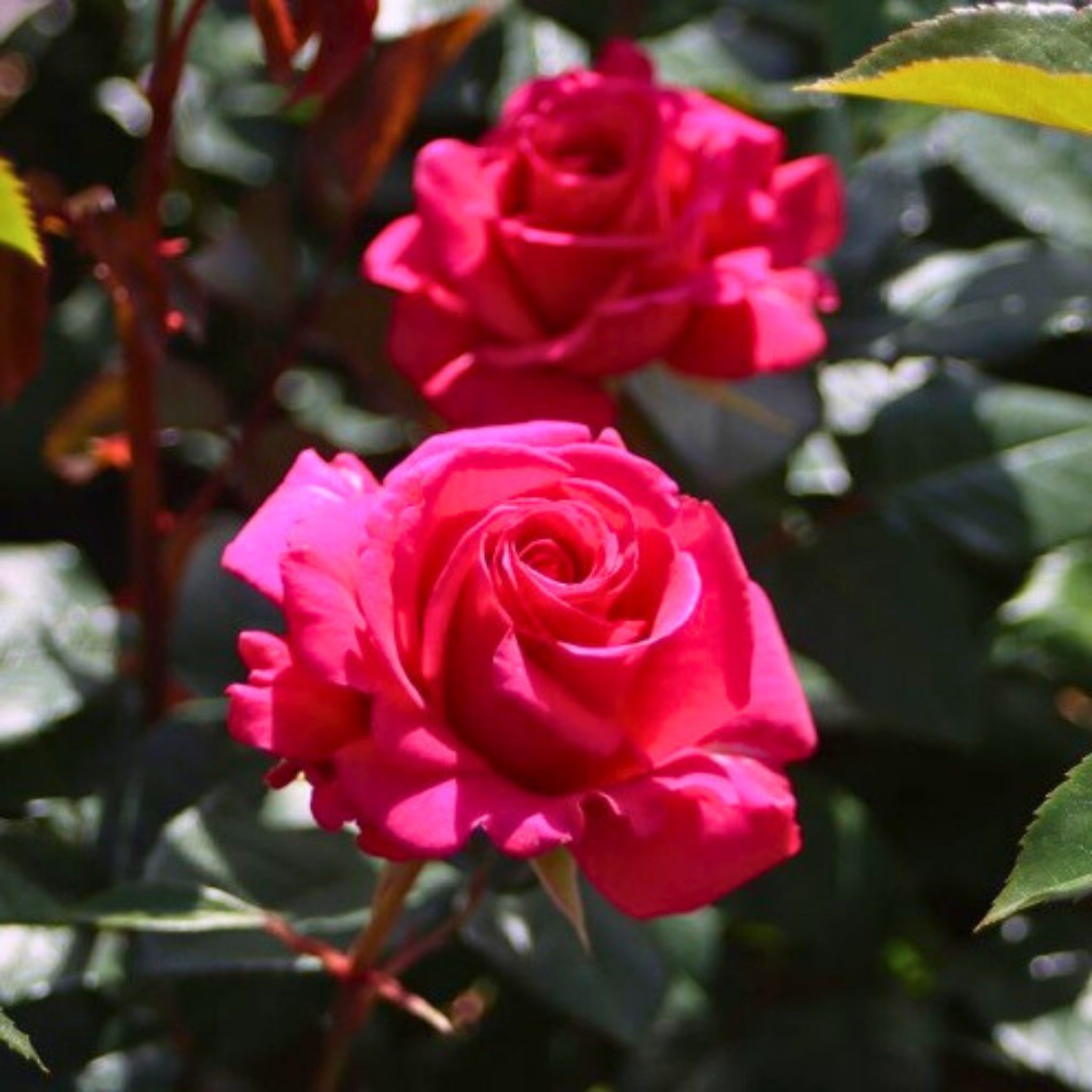 Dettaglio di fiore rosa acceso della rosa Love Letter con petali vellutati e luminosi