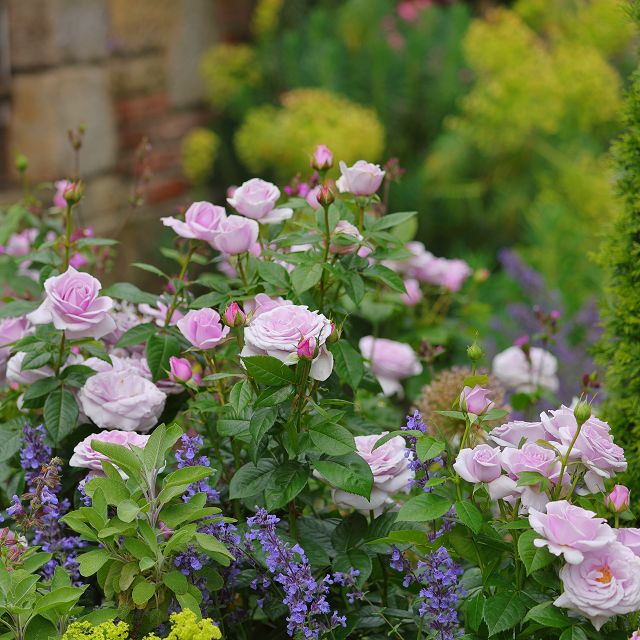 Pianta di rosa Pacific Blue con abbondante fioritura lilla