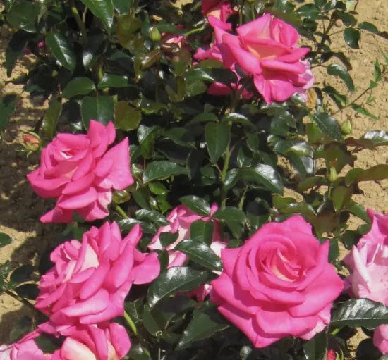 Pianta di rosa Parfum Royal con abbondante fioritura rosa