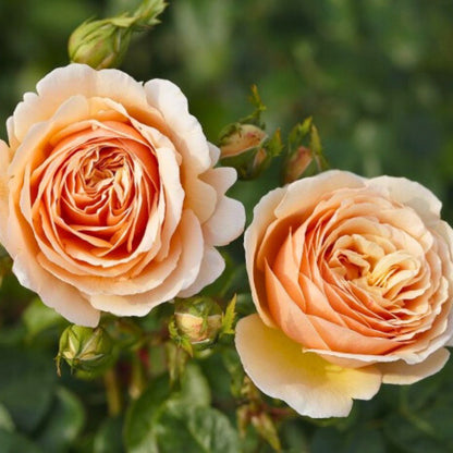 Pianta di rosa Tropicana con boccioli arancioni e foglie verdi ornamentali