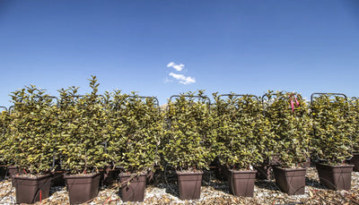 Elaeagnus ebbingei 'Viveleg' in vivaio