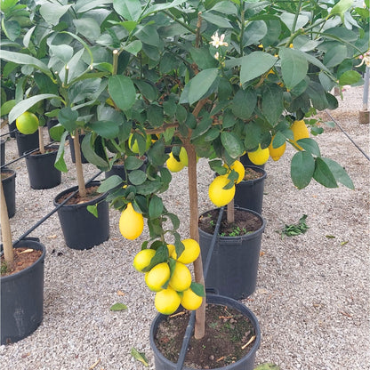 Agrume limone Meyer in grande vaso in vivaio