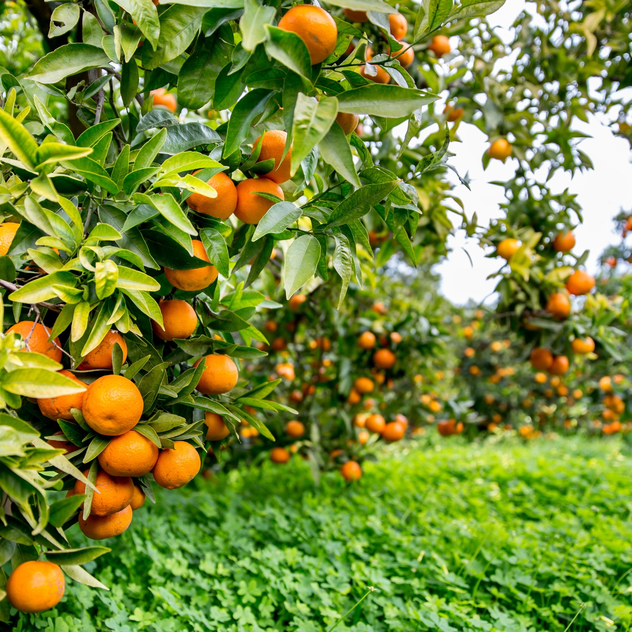 Piante di clementino con frutti maturi coltivate in vivaio