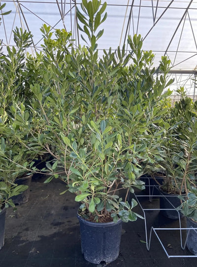 Pittosporo - Pittosporum tobira