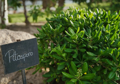 Fogliame verde di Pittosporum tobira Nanum