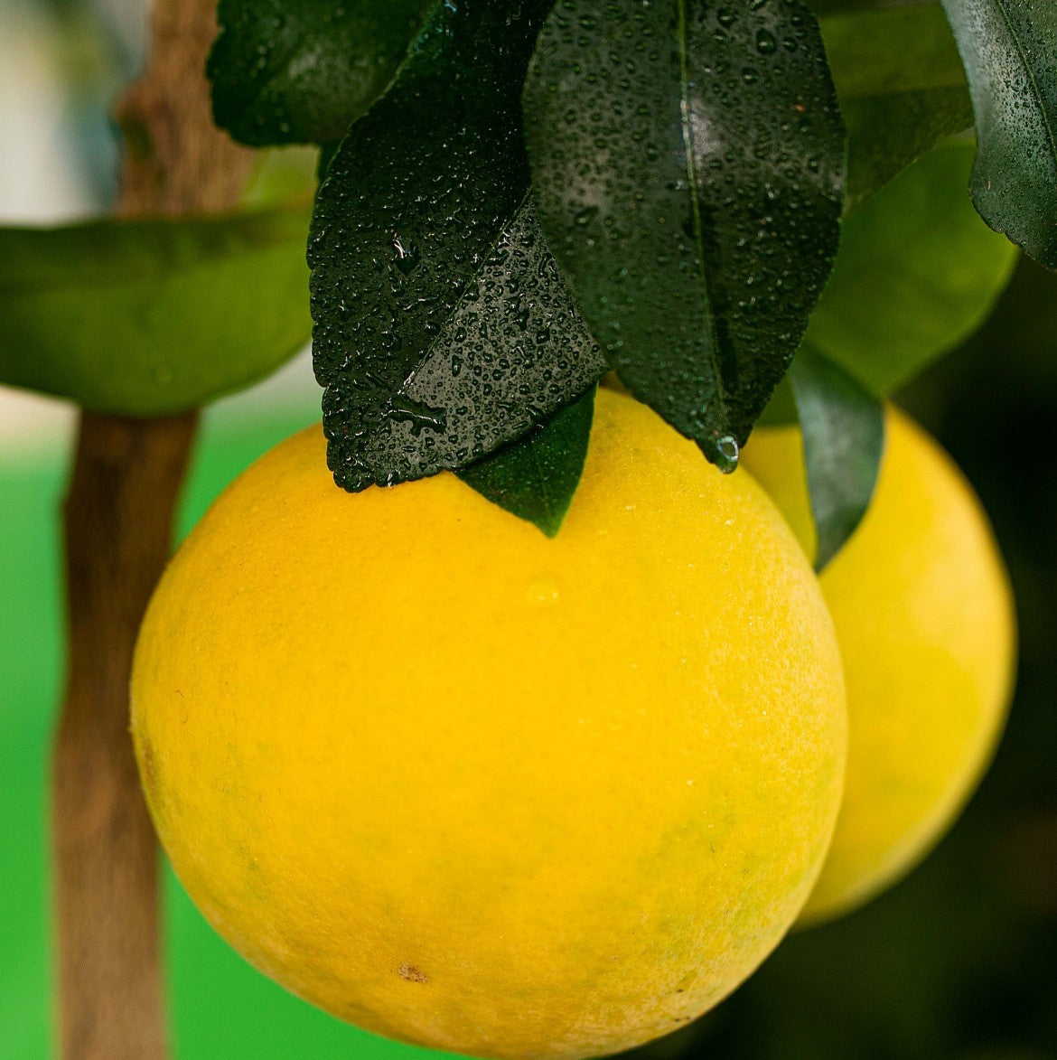 Agrume pompelmo giallo con frutti grandi e foglie verdi