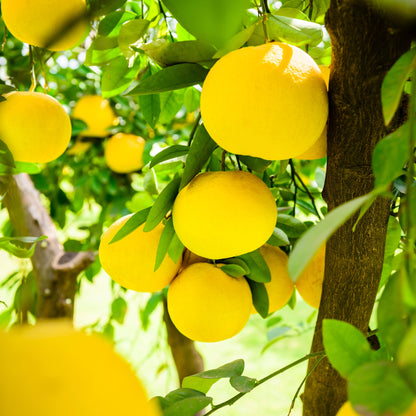Frutti di pompelmo giallo maturi sull’albero tra foglie verdi lucide
