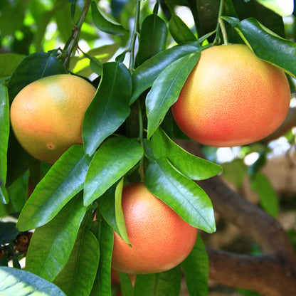 Frutti di pompelmo rosa maturi sull’albero tra foglie verdi lucide in agrumeto soleggiato