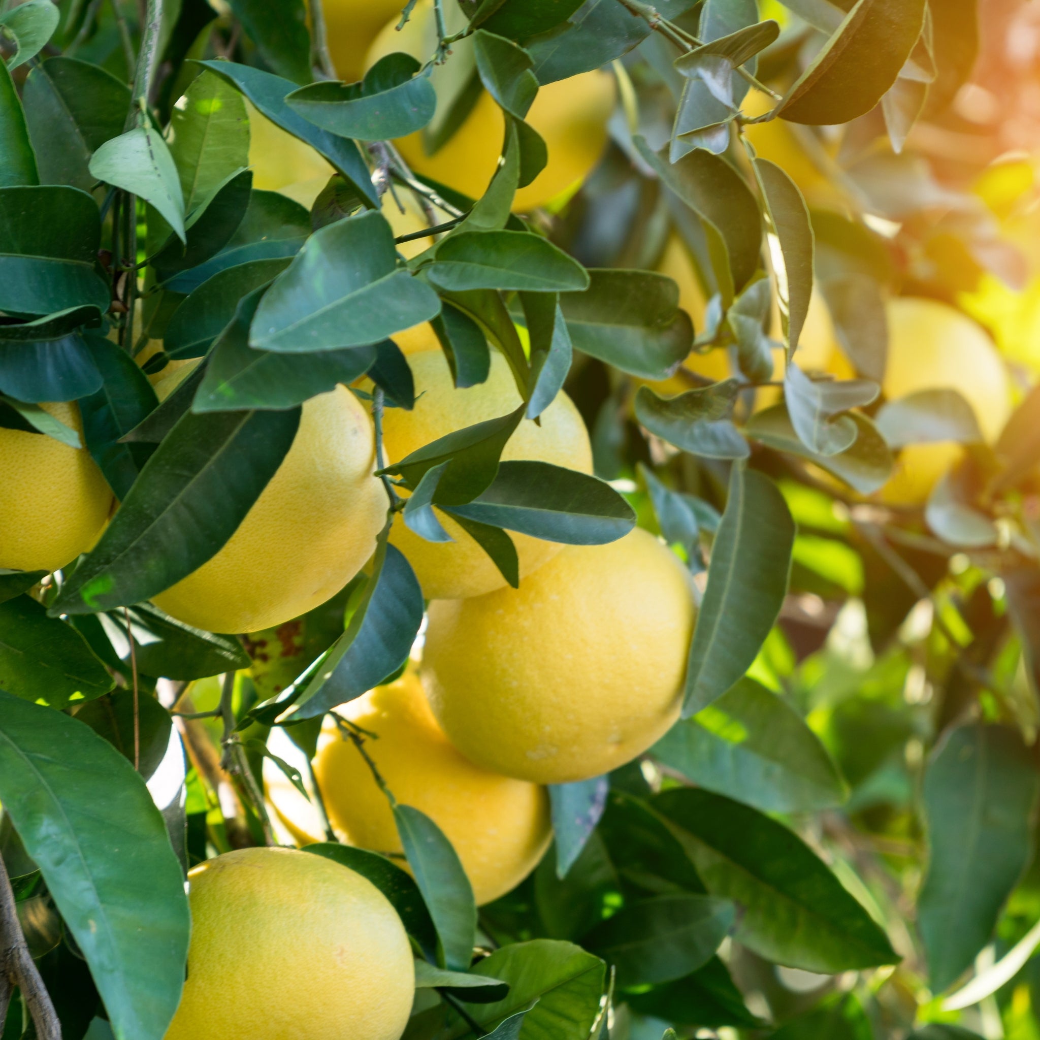 Pompelmo giallo con foglie verdi lucide e frutti dorati maturi sulla pianta