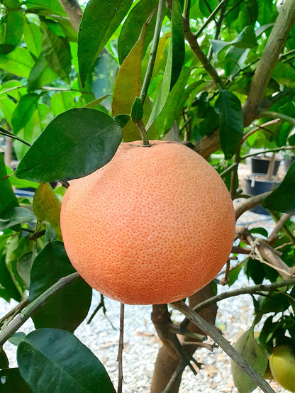 Pompelmo rosa Citrus paradisi Pink alberello con frutti maturi dalla buccia gialla in giardino mediterraneo
