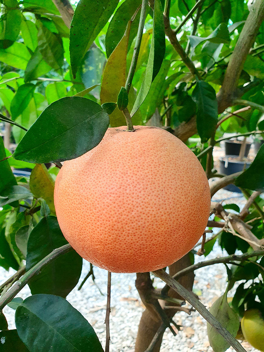 Pompelmo rosa Citrus paradisi Pink alberello con frutti maturi dalla buccia gialla in giardino mediterraneo