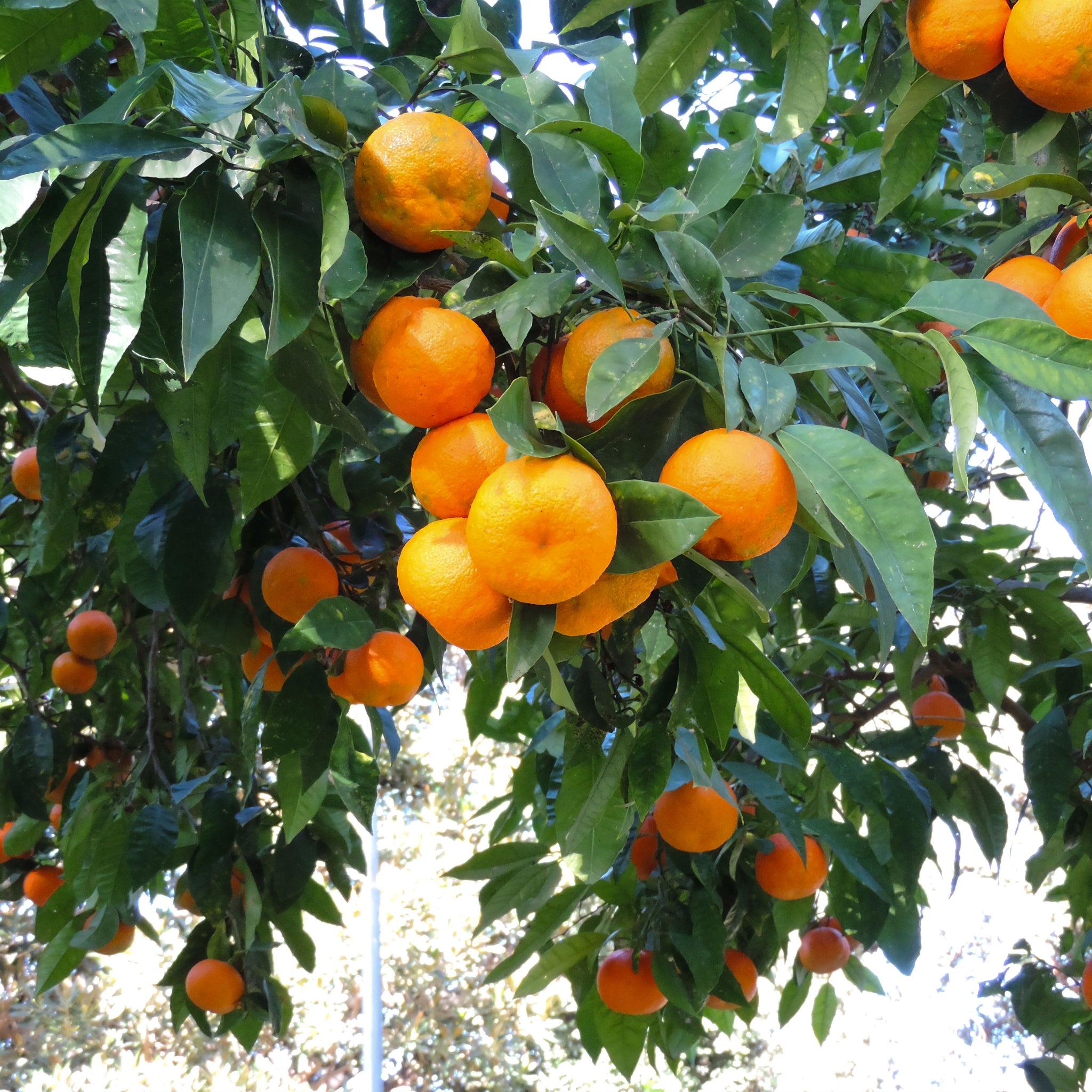 Primo piano di clementine mature dalla buccia arancione brillante