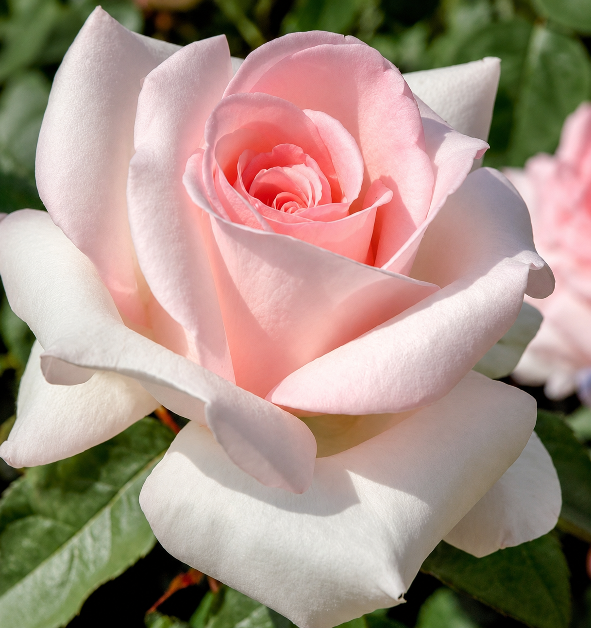 Primo piano di rosa ‘Prince Jardinier’ rosa tenue illuminata dal sole.