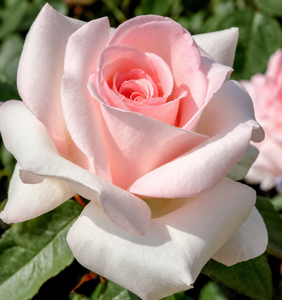 Primo piano di rosa ‘Prince Jardinier’ rosa tenue illuminata dal sole.