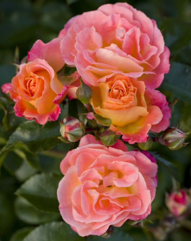 Primo piano di rose ‘Peach Drift’ dai petali rosa pesca sfumati.