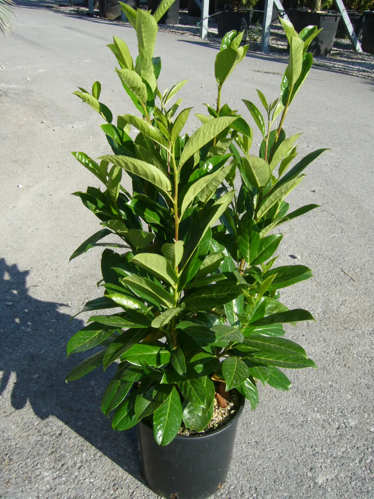 Pianta di Prunus Novita in vaso