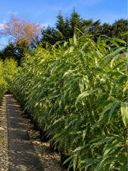 Filare di bambù Pseudosasa japonica ‘Variegata’ in vivaio con foglie verdi striate.