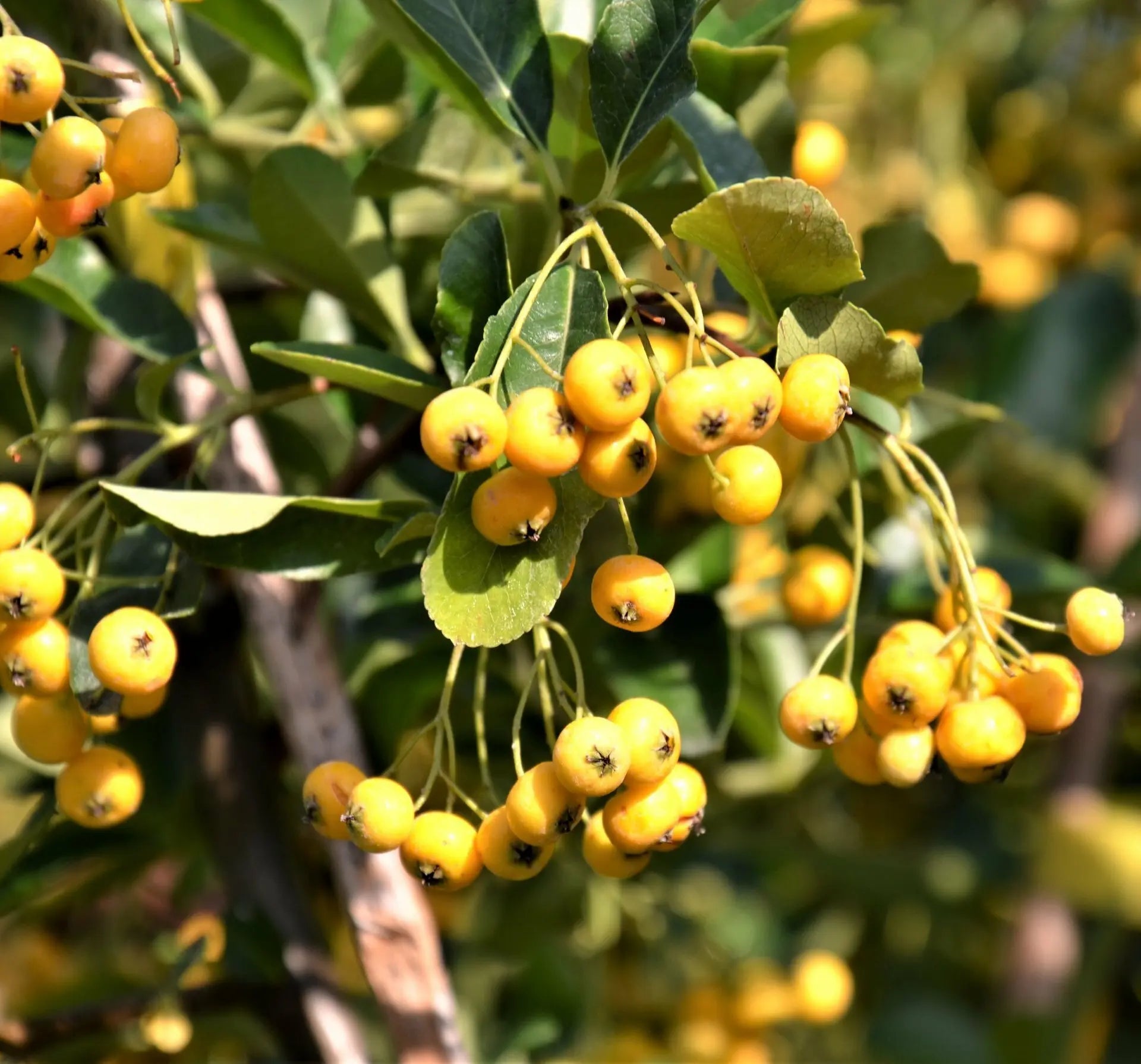 Pyracantha Soleil d'or drutti gialli