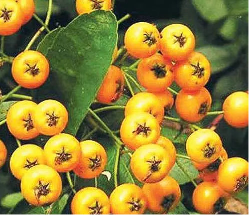 Pyracantha 'Soleil d'or' dettaglio frutti