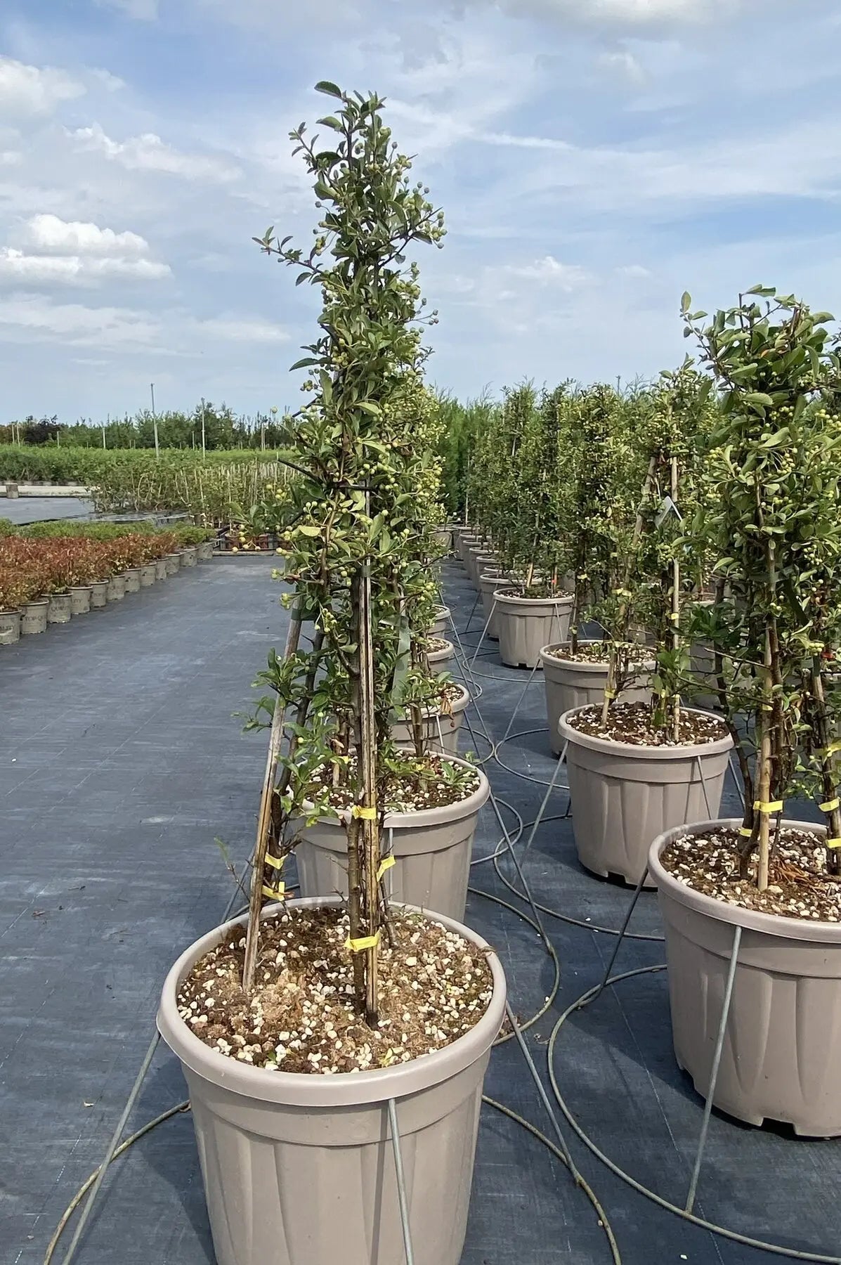 Pyracantha Soleil d'or - forma piramide