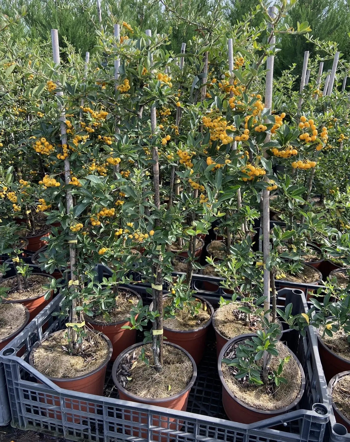 Pyracantha Soleil d'or - in vivaio