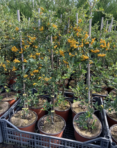 Pyracantha Soleil d'or - in vivaio