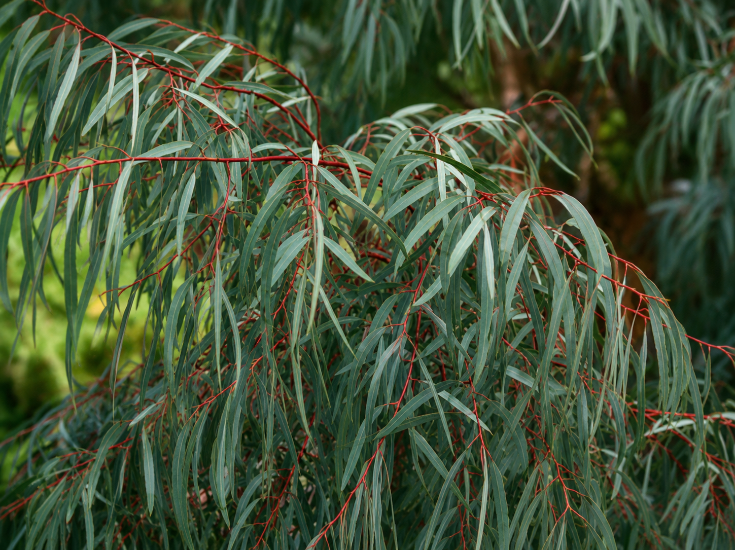 Chioma leggera di Eucalyptus nicholii