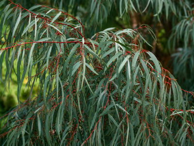 Chioma leggera di Eucalyptus nicholii