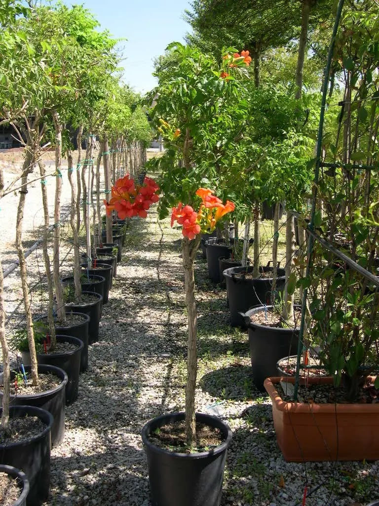 Campsis tagliabuana Madame Galen rampicante con fiori arancio-rossi in vaso