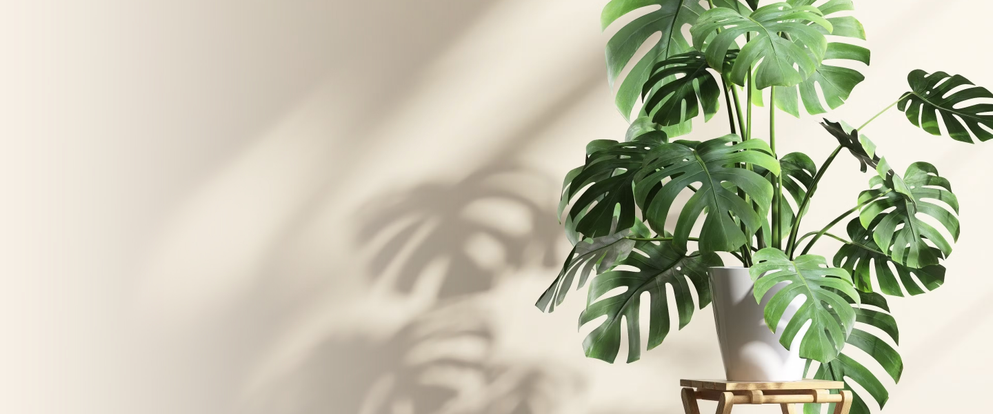 Pianta di Monstera Deliciosa