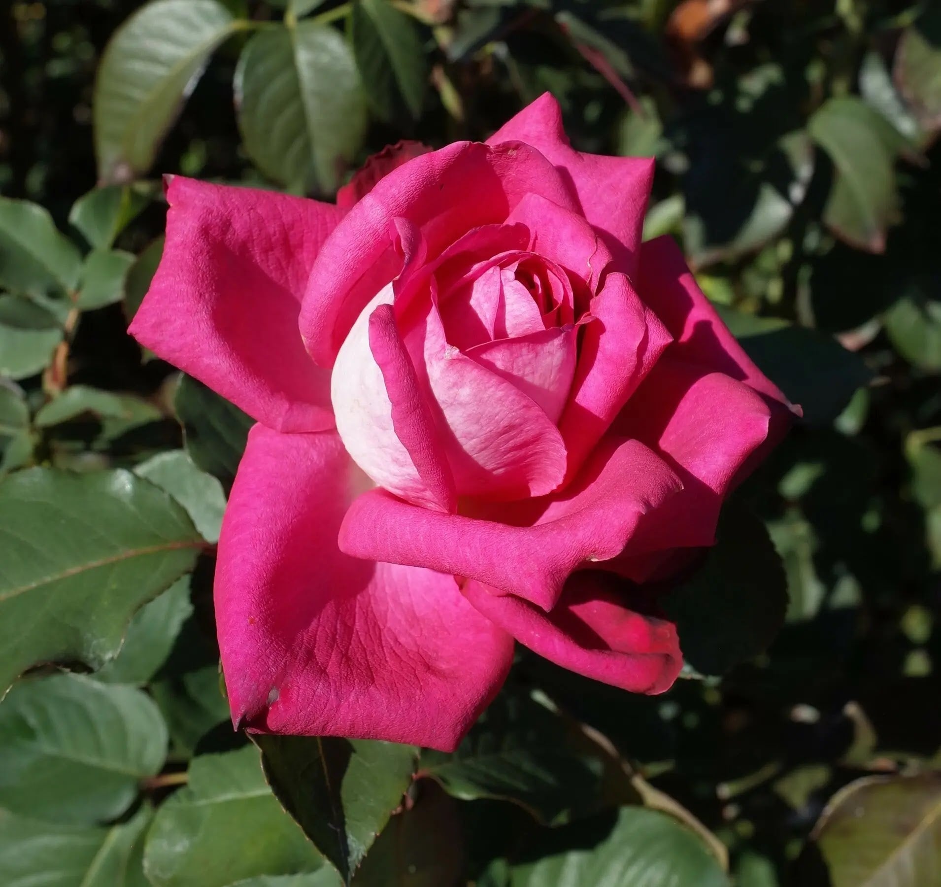 Dettaglio di fiore della rosa Acapella con petali rosa vellutati e profumati