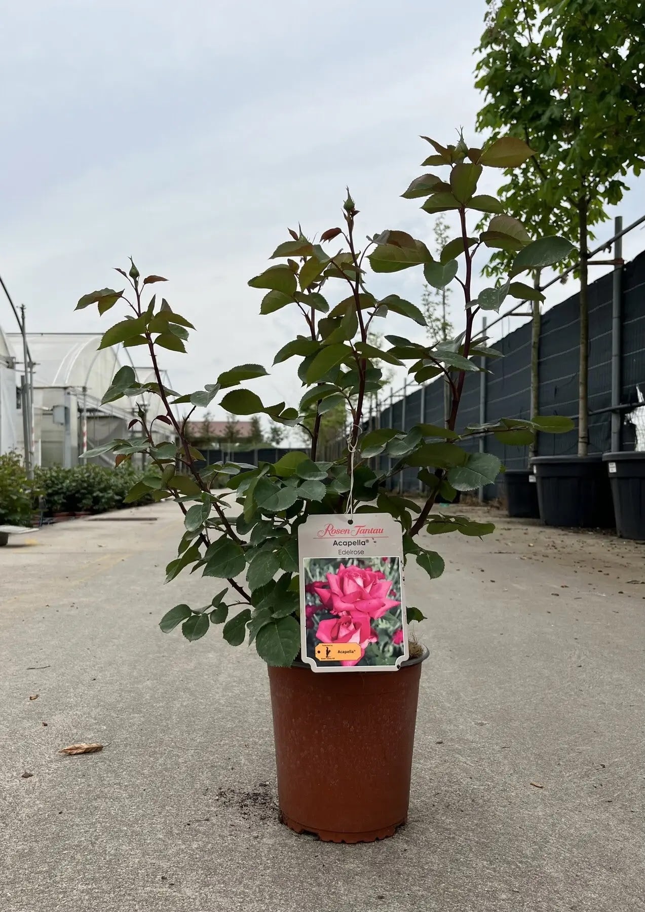 Pianta di rosa Acapella coltivata in vaso