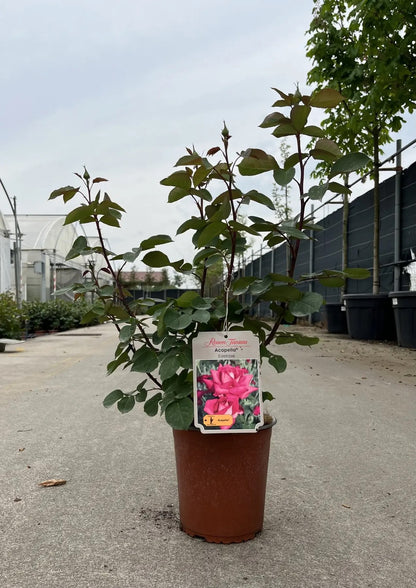 Pianta di rosa Acapella coltivata in vaso