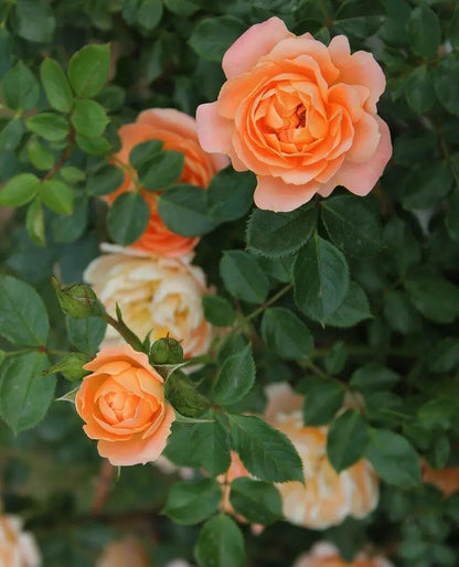 Rosa Aloha con grandi fiori rosa albicocca