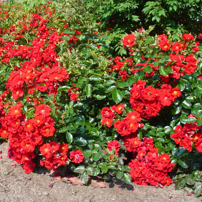 Rosa Alpenglühen con fiori rosso brillante