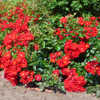 Rosa Alpenglühen con fiori rosso brillante