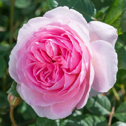 Rosa Ancient Mariner con grandi fiori rosa intenso