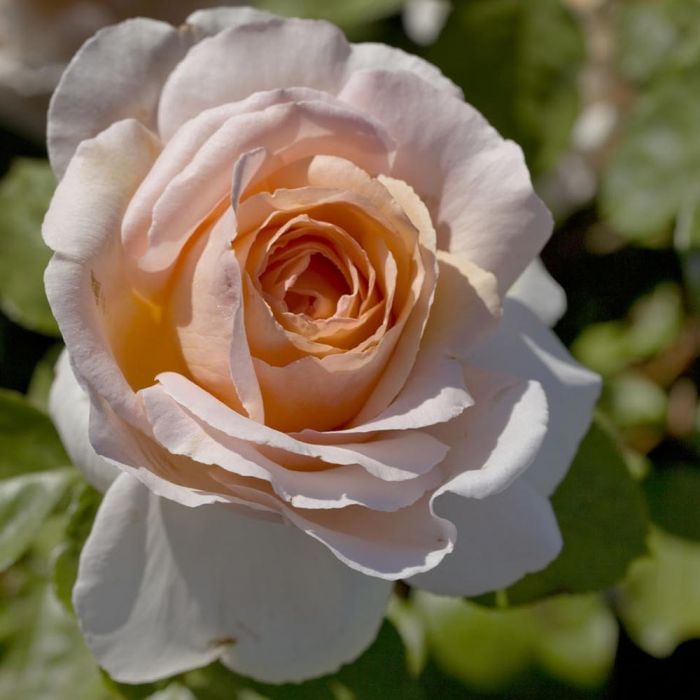 Rosa André Le Nôtre con grandi fiori rosa chiaro coltivata