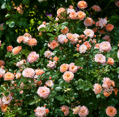 Cespuglio fiorito di Rosa Apricot Drift Meilland