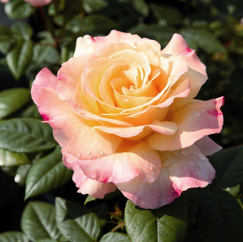 Rosa Aquarell con grandi fiori rosa pesca sfumati giallo