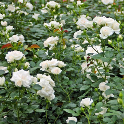 Dettaglio di piccoli fiori bianchi della rosa Aspirin Rose