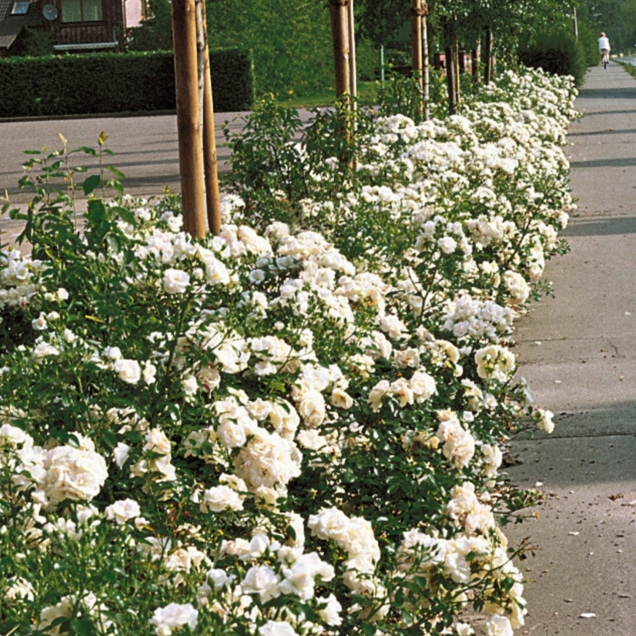 Rosa Aspirin Rose con fiori bianchi delicati