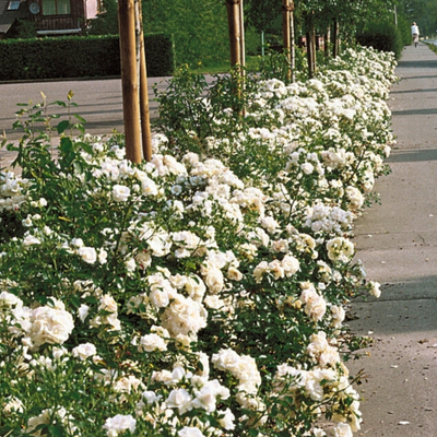 Rosa Aspirin Rose con fiori bianchi delicati