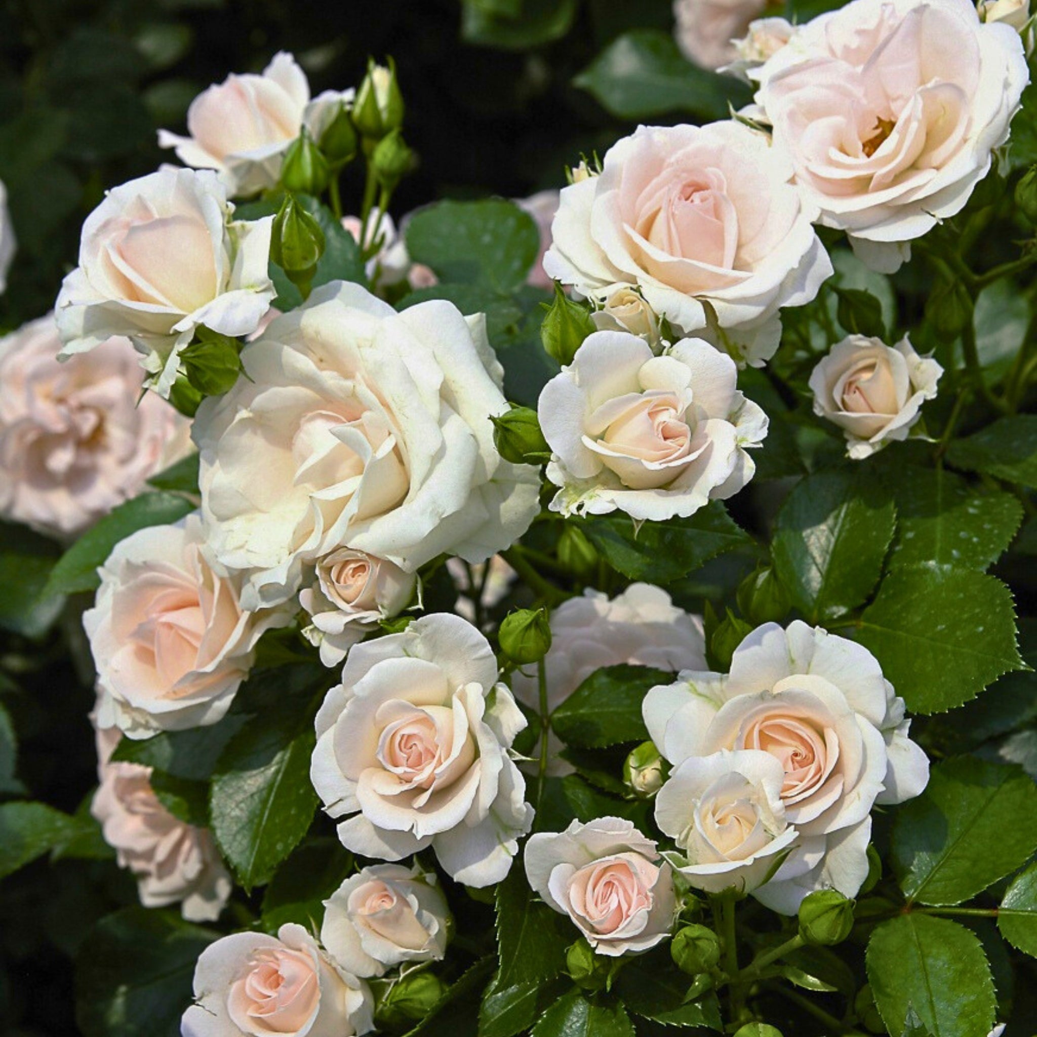 Dettaglio ravvicinato di rosa Aspirin Rose, fiori con petali bianchi