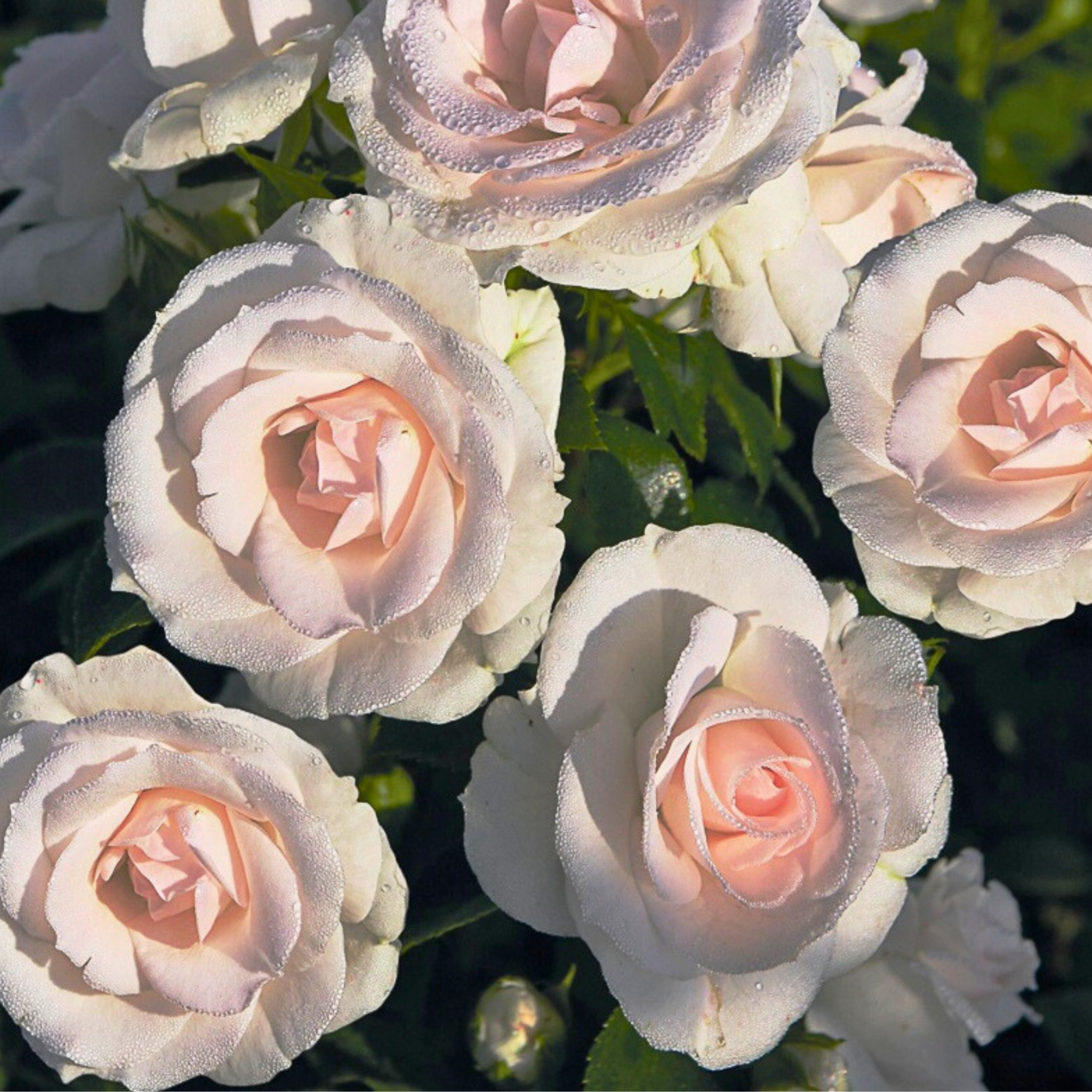 Primo piano di rosa Aspirin Rose con fiore bianco aperto