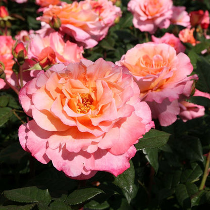 Rosa Augusta Luise con grandi fiori albicocca-rosa