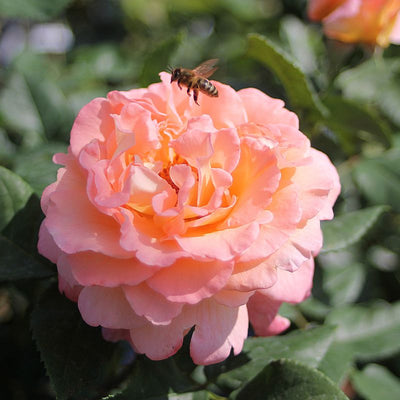 Dettaglio ravvicinato di rosa Augusta Luise con petali rosa pesca e fogliame verde lucido