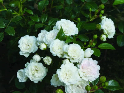 Dettaglio ravvicinato di rosa Banksiae Alba Plena con petali bianchi e fogliame verde lucido
