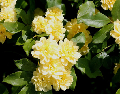 Rosa Banksiae Lutea Plena con piccoli fiori giallo